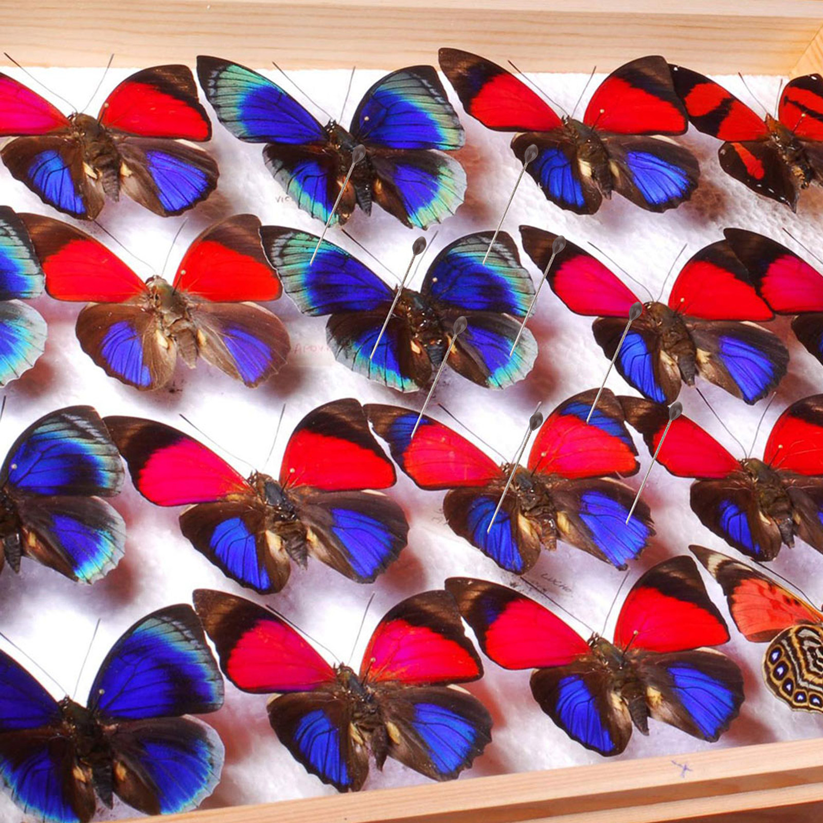 1Set Transparent Specimen Box  - Collectors Coins Jewelry & Watches Of Smithtown のレビューと価格